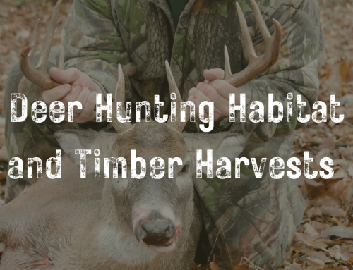 How Can A Timber Harvest Improve Deer Hunting?